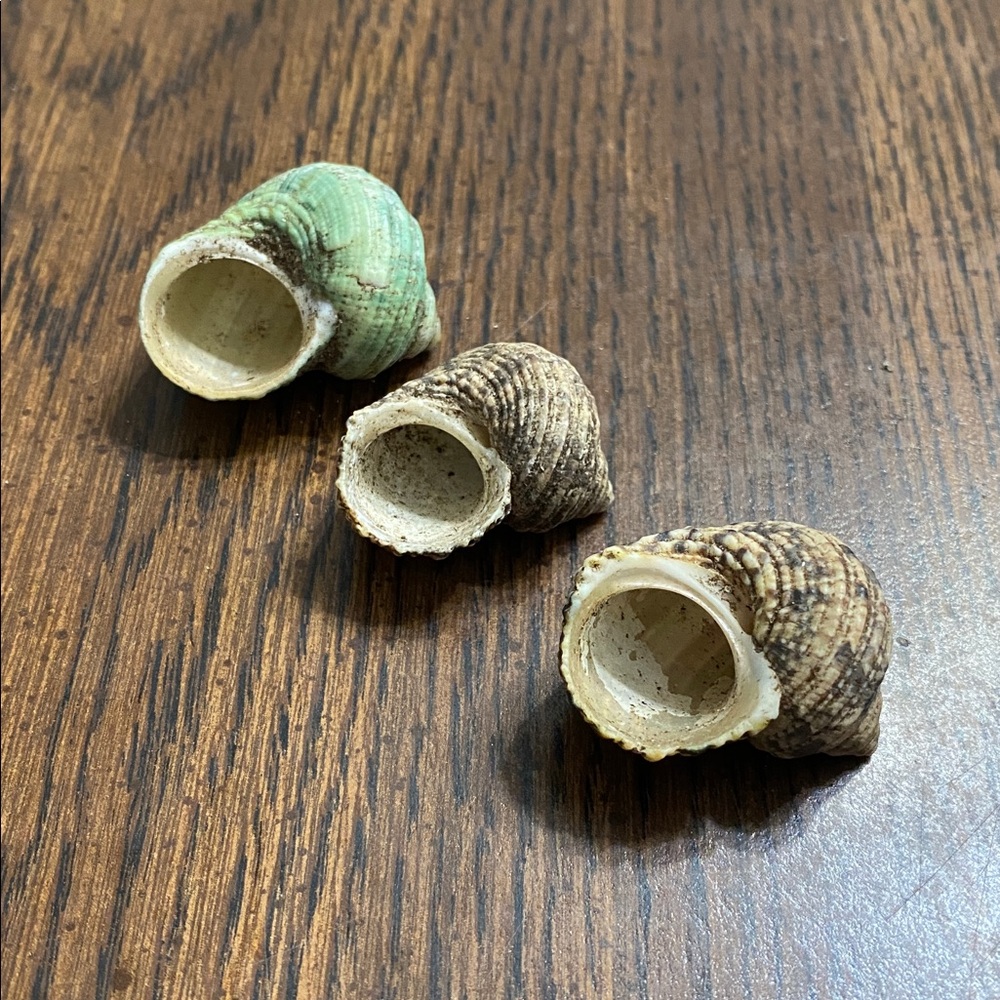 “5/$20” .6 inch O shaped opening lot of three hermit crab shells - Picture 2 of 3